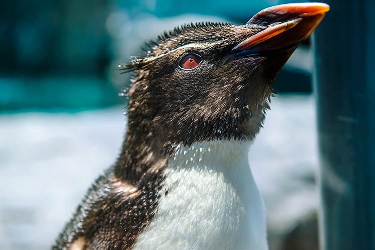 皇帝ペンギン