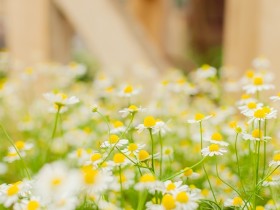 小さい黄色と白の花が多数