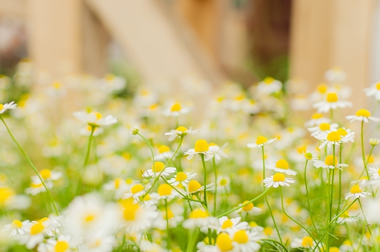 小さい黄色と白の花が多数