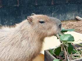 むしゃむしゃしてるカピパラ