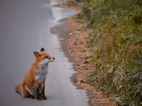 道にいるきつね