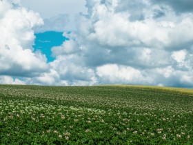 草原と少しあつめの雲