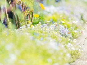 道端の綺麗な花