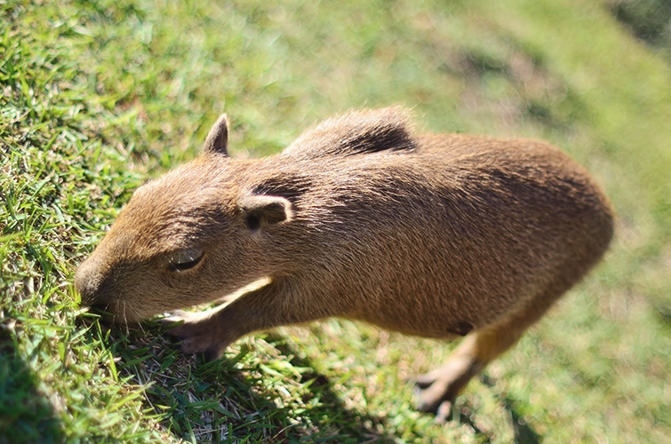 草を食べるカピパラ