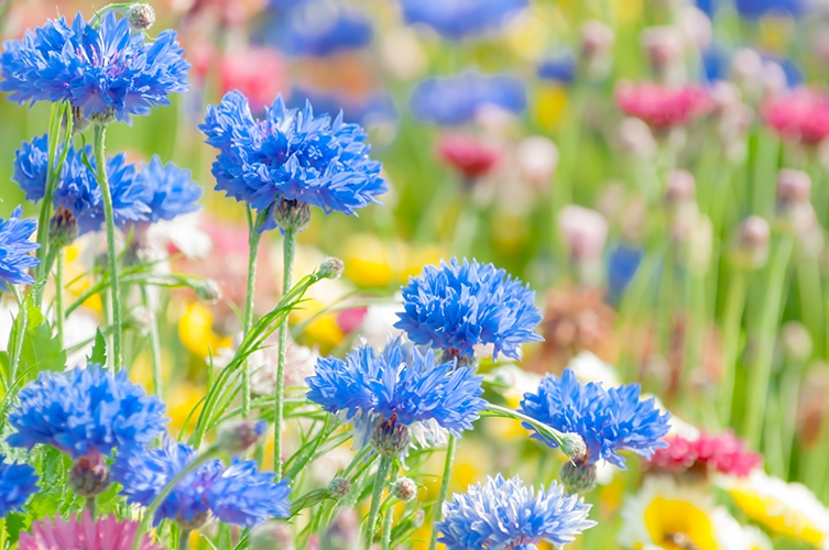 青色の花が数本