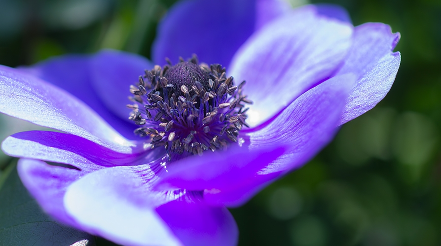 青紫の花