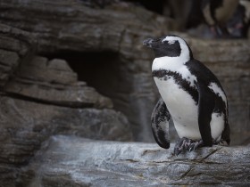 ペンギン